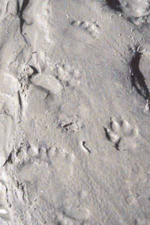 Wolf and bear tracks in the silt